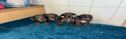 Dachshund dogs for sale: Miniature dachshund - Advert 20