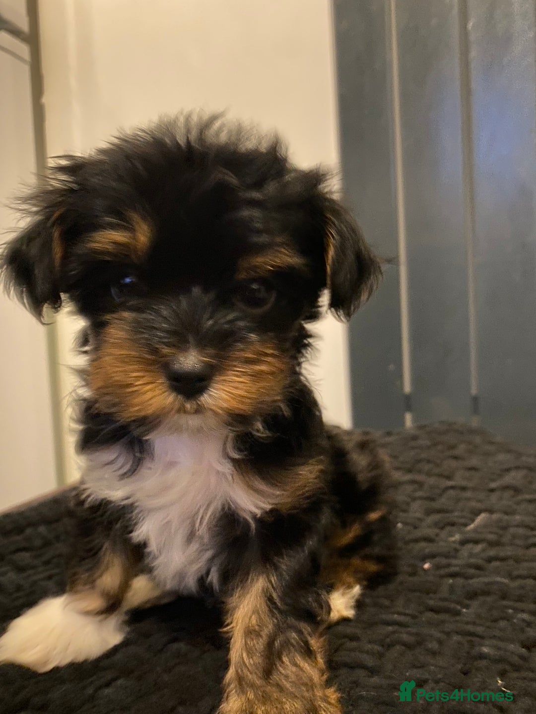Yorkshire Terrier dogs for sale: Yorkshire terrier pups ready for their new homes.  - Image 7