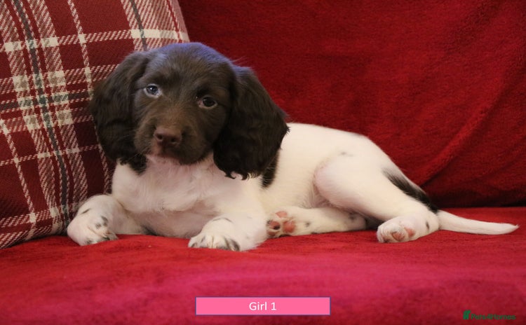 English Springer Spaniel dogs - Advert 7