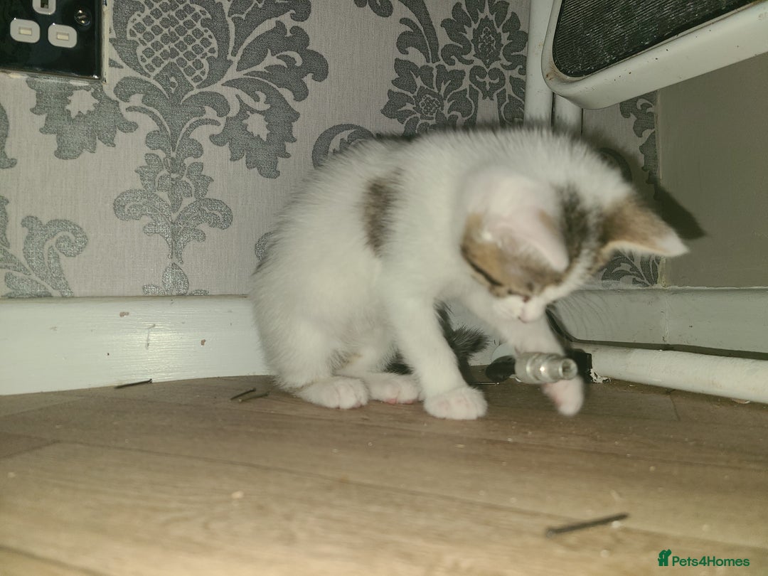 Mixed Breed cats for sale: 3 beautiful kittens - Advert 12