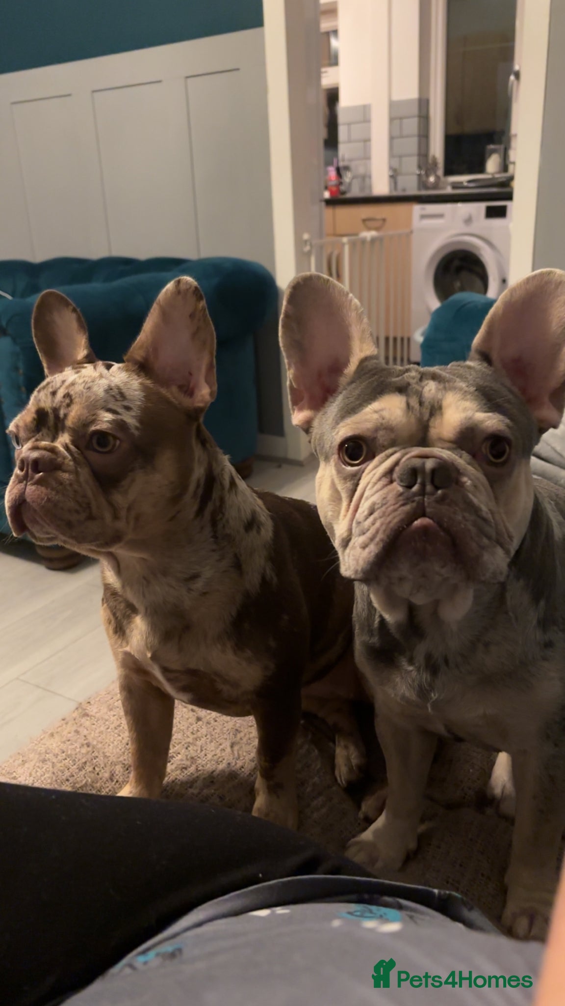 French Bulldog dogs for sale: Pair of merle French Bulldogs - Advert 7