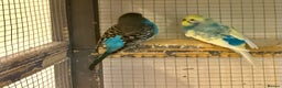 Budgerigars birds for sale: Young Budgies for sale - Advert 23