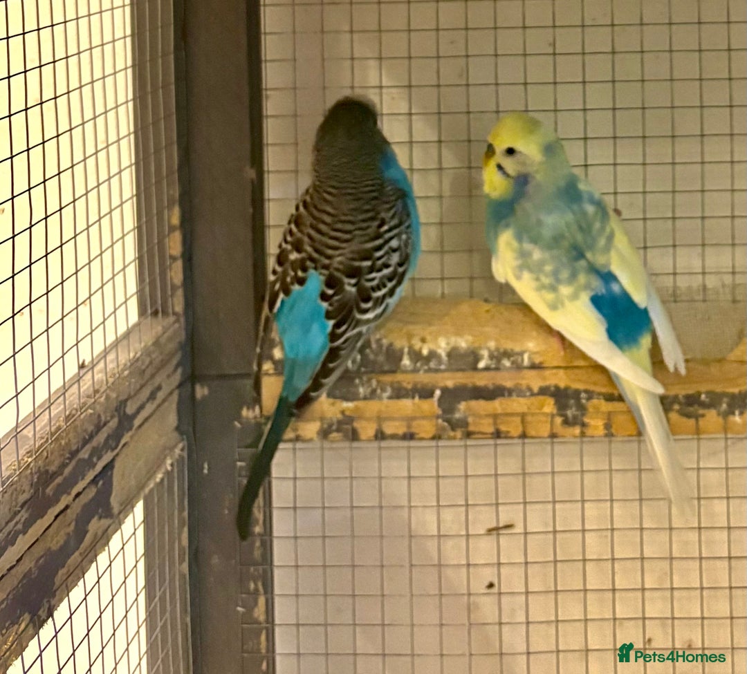 Budgerigars birds for sale: Budgies for sale - Image 23