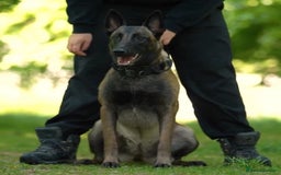 Mixed Breed dogs for sale: Bullherder - Advert 2