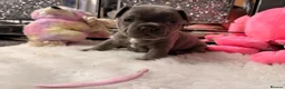 French Bulldog dogs for sale: 🐾 Outstanding litter of 6 🐾 - Advert 9