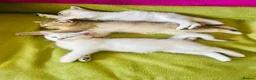 Scottish Fold cats for sale: BEAUTIFUL GIRLS LOOKING FOR FOREVER HOMES - Advert 8