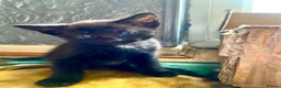 Mixed Breed cats for sale: 7 lovely kittens 4 chaps and 3 ladies - Advert 6