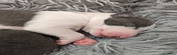 Whippet dogs for sale: Litter of 3 beautiful KC Whippets, Sheffield  - Advert 3
