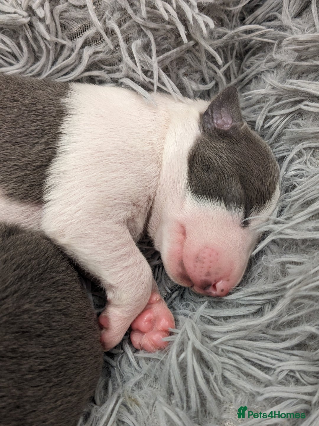 Whippet dogs for sale: Litter of 3 beautiful KC Whippets, Sheffield  - Advert 3