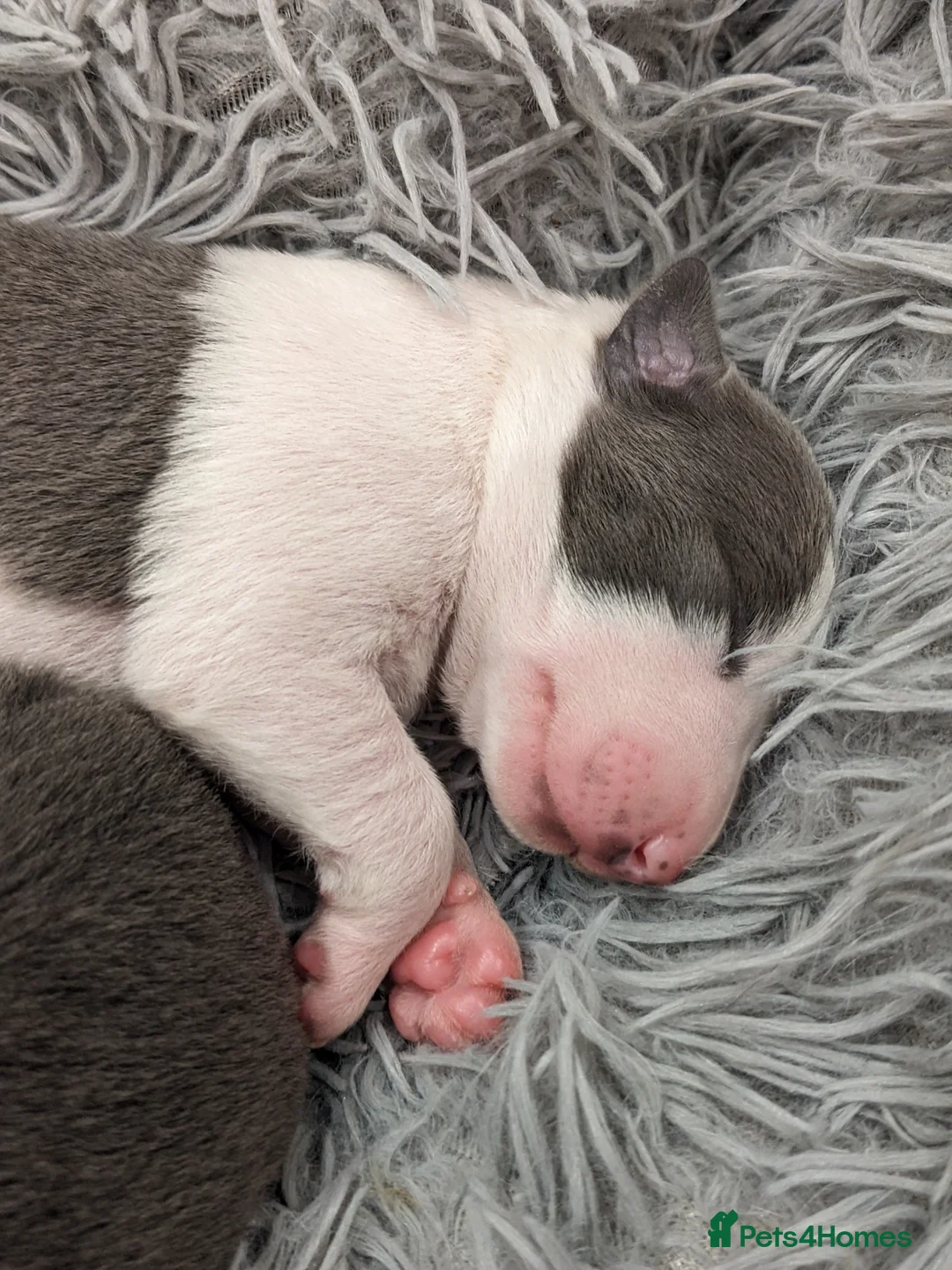 Whippet dogs for sale: Litter of 3 beautiful KC Whippets, Sheffield  - Advert 3