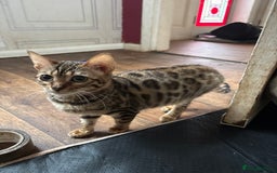 Bengal cats for sale: Registered bengal kittens - Image 4