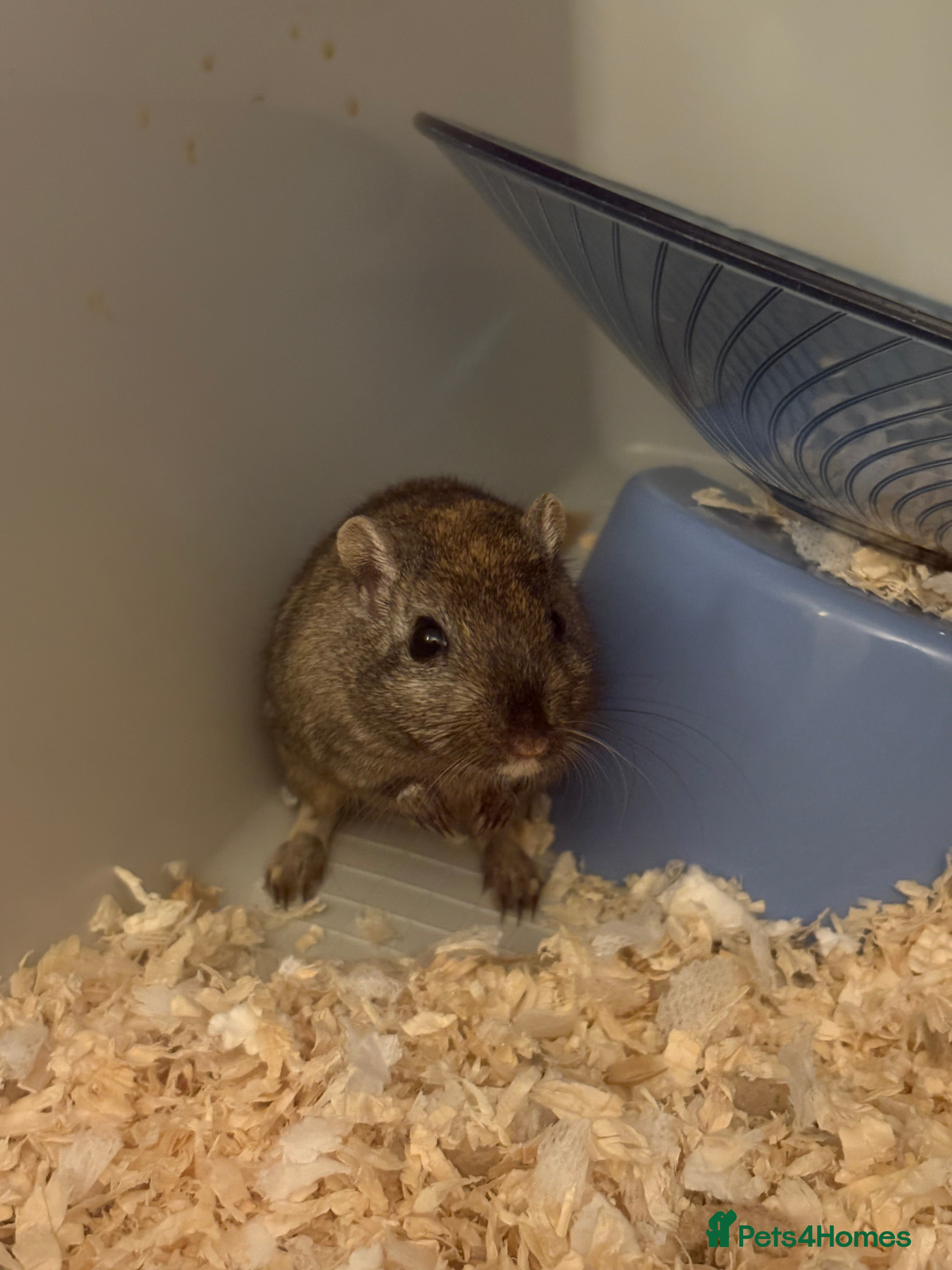 Gerbil rodents Gerbil  - Advert 1