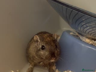 Gerbil rodents Gerbil - Advert 1