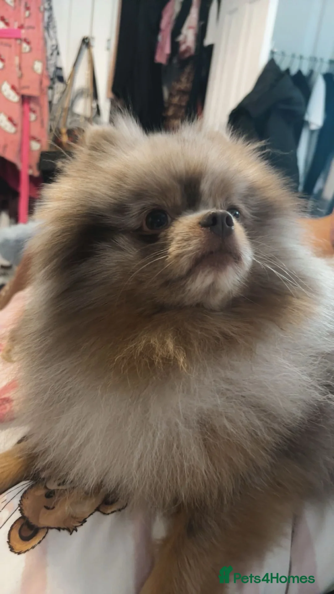 Pomeranian dogs for stud: Lilac/ tan Merle Pomeranian Available for stud  - Advert 2