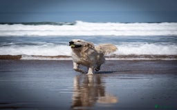 Golden Retriever dogs for stud: Fully health tested therapy dog  - Image 35