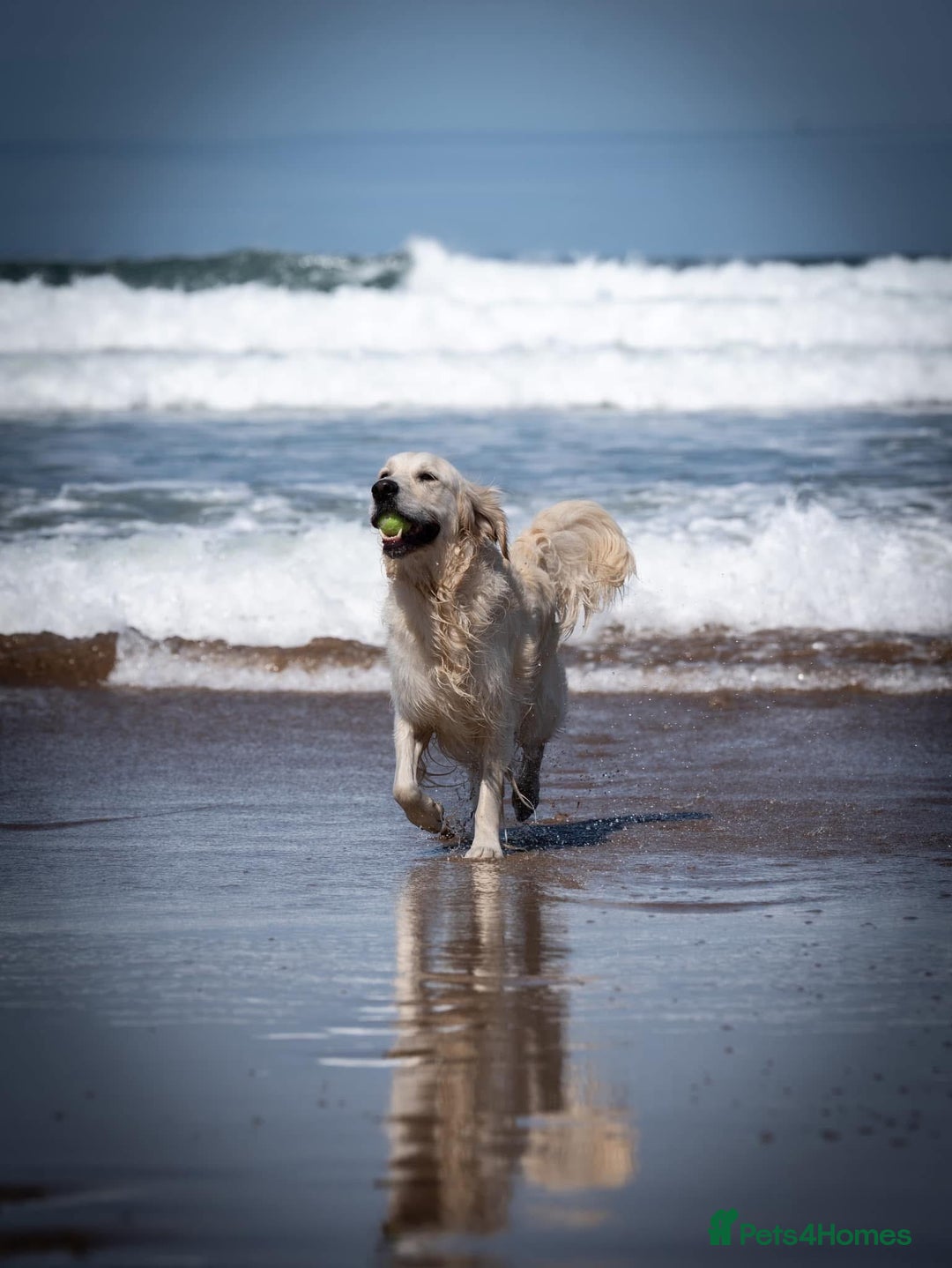 Golden Retriever dogs for stud: Fully health tested therapy dog  - Image 35