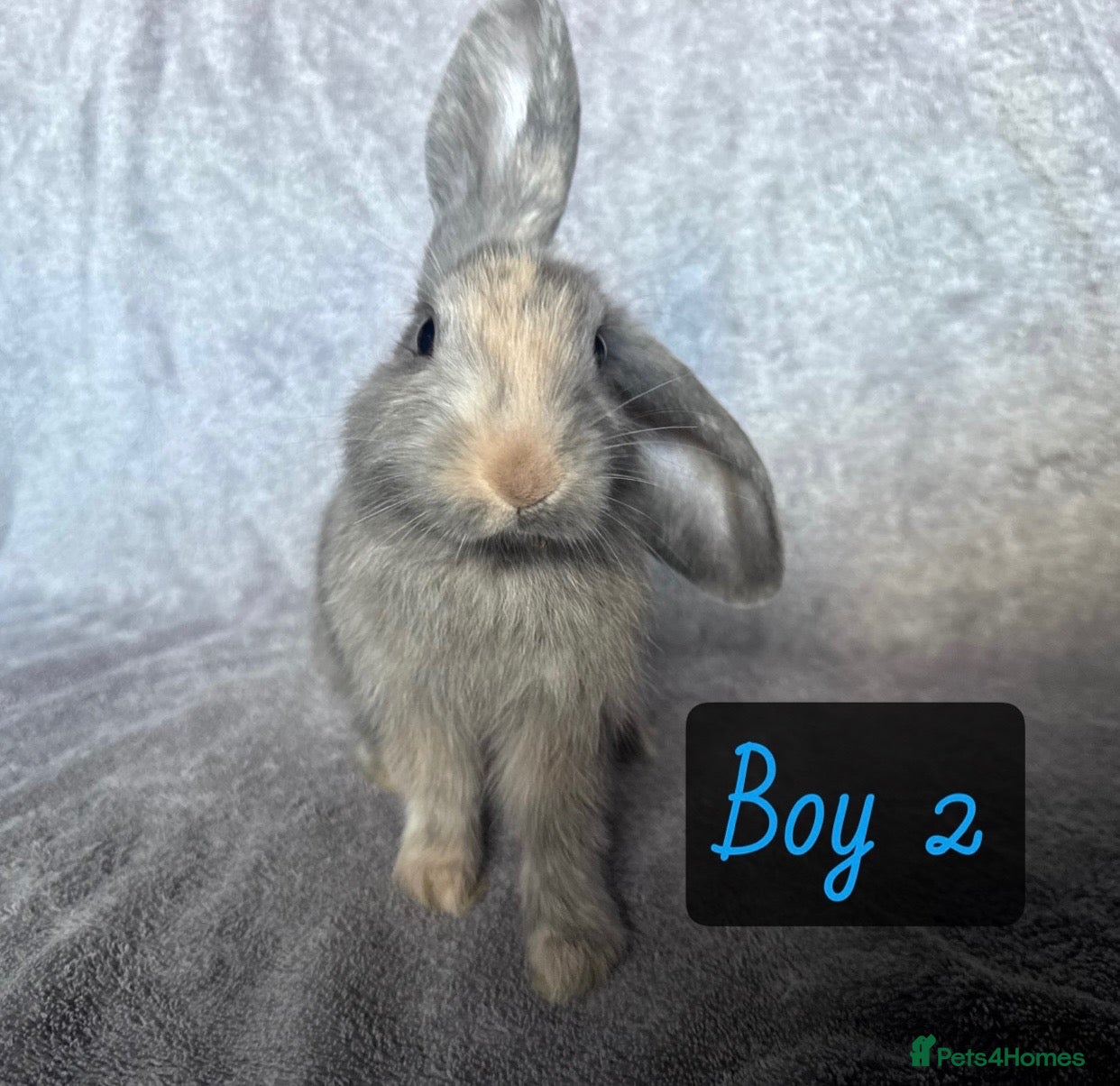 Mixed Breed rabbits Four beautiful bunnies looking for loving homes & - Advert 8