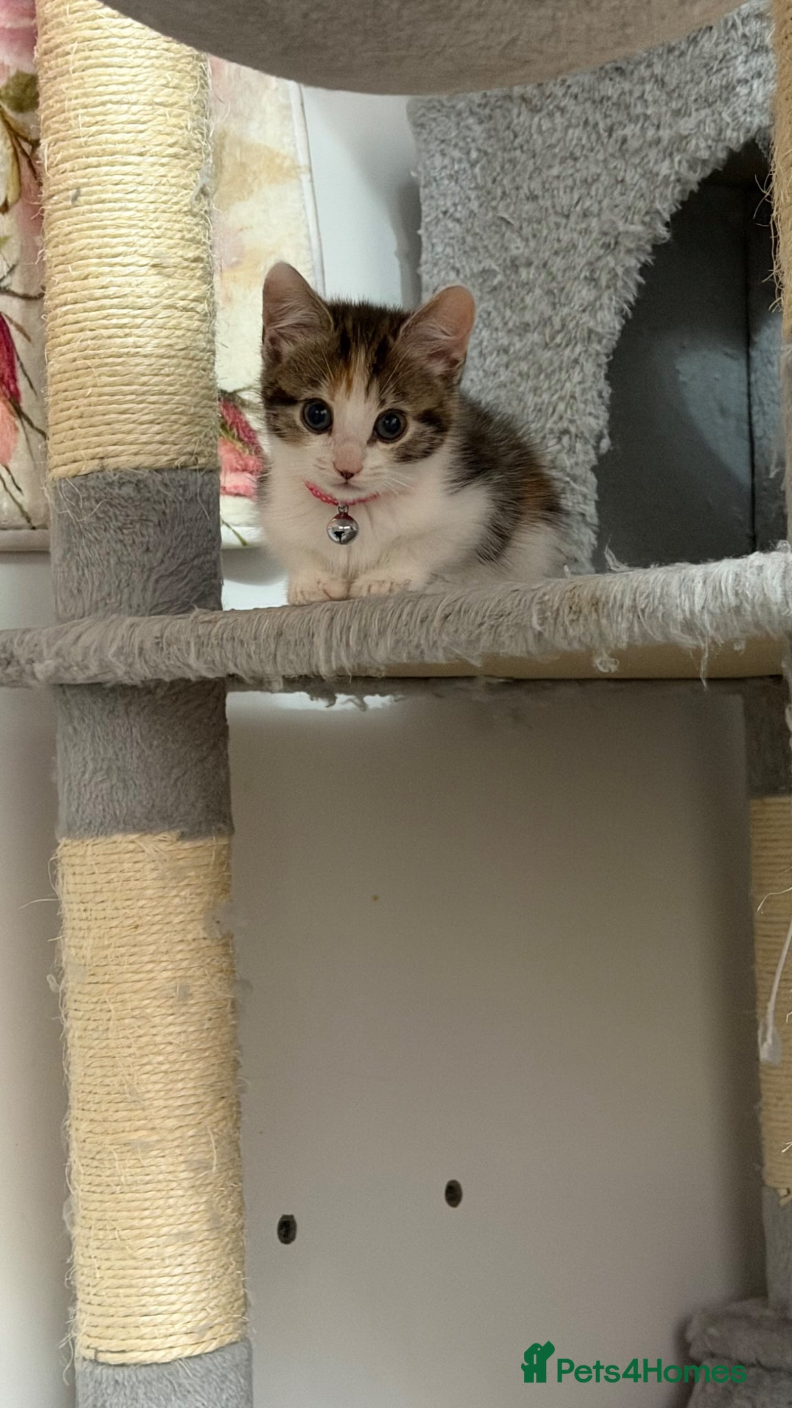 Mixed Breed cats 💗Bengal Mix ready to reserve💗 - Advert 5