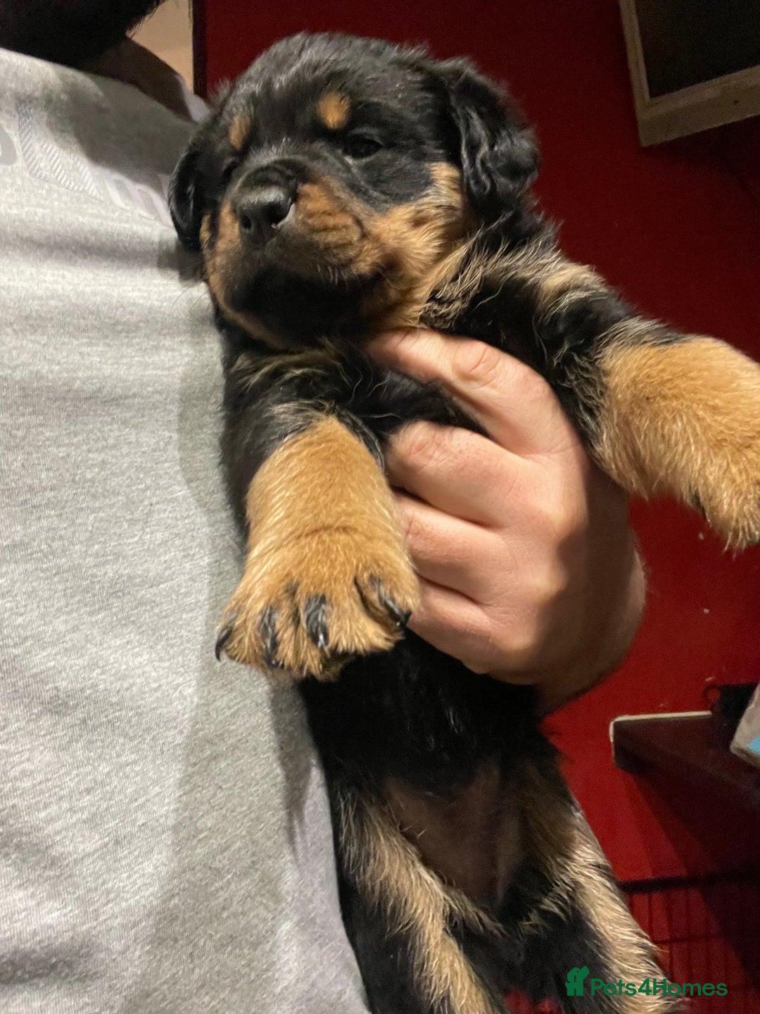 Rottweiler dogs for sale: Rottweiler x Rottweiler Akita  - Advert 3