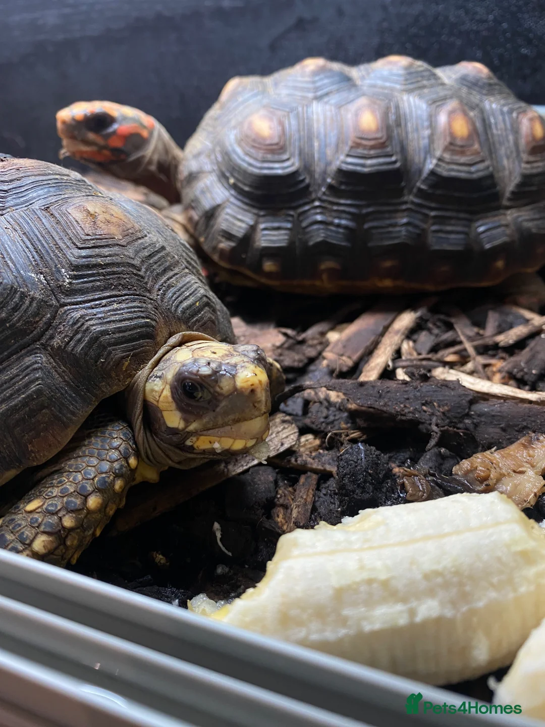 Tortoise reptiles for sale: Two red foot tortoises  - Advert 2