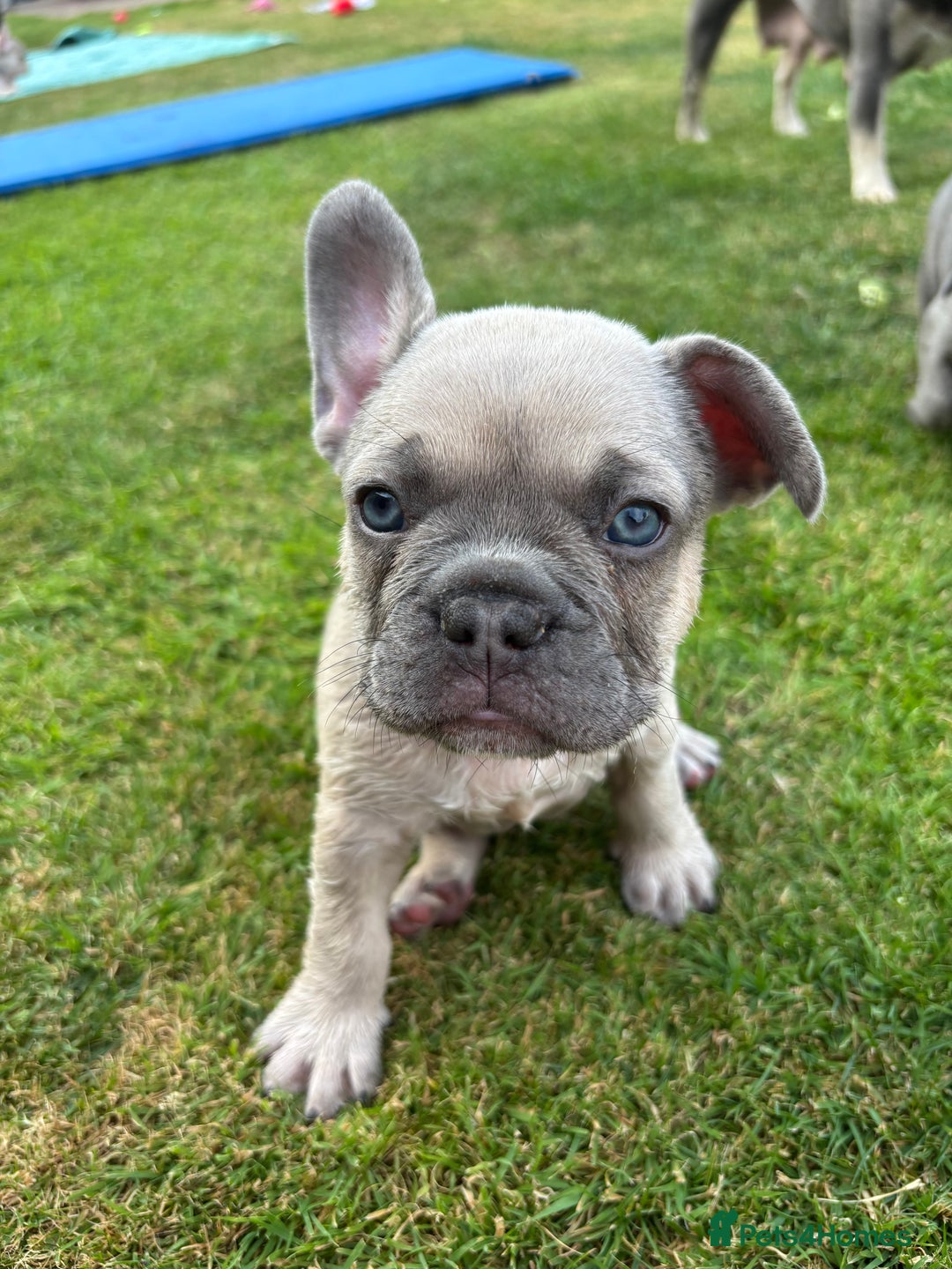 French Bulldog dogs for sale: READY TO GO THIS BANK HOLIDAY WEEKEND £1,300 ONO  - Image 13