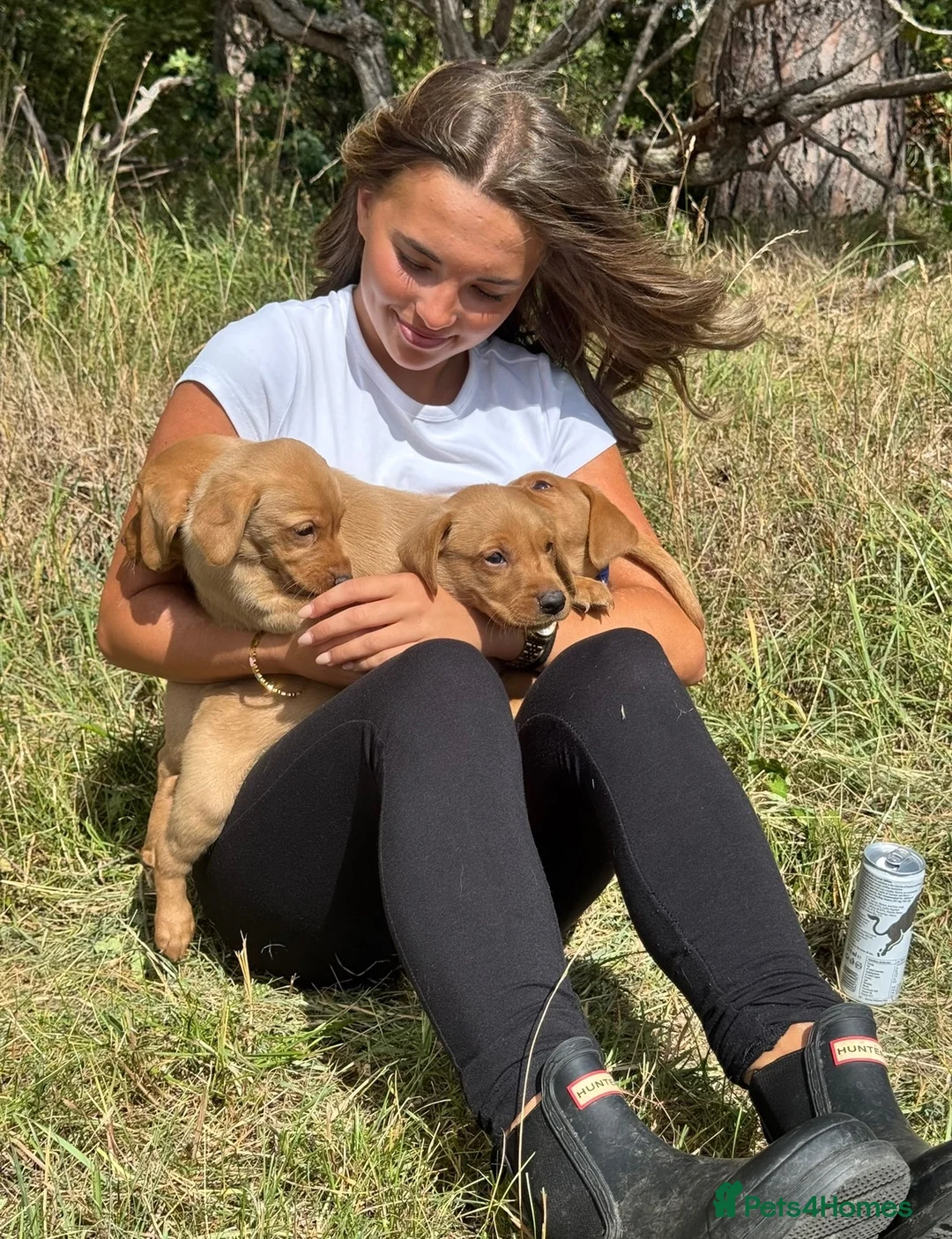 Labrador Retriever dogs for sale: Working Line Labrador Puppies  - Advert 1