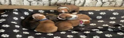 Boxer dogs for sale:  Pedigree boxer puppies – 4 Girls & 2 Boys in Brentwood - Advert 3