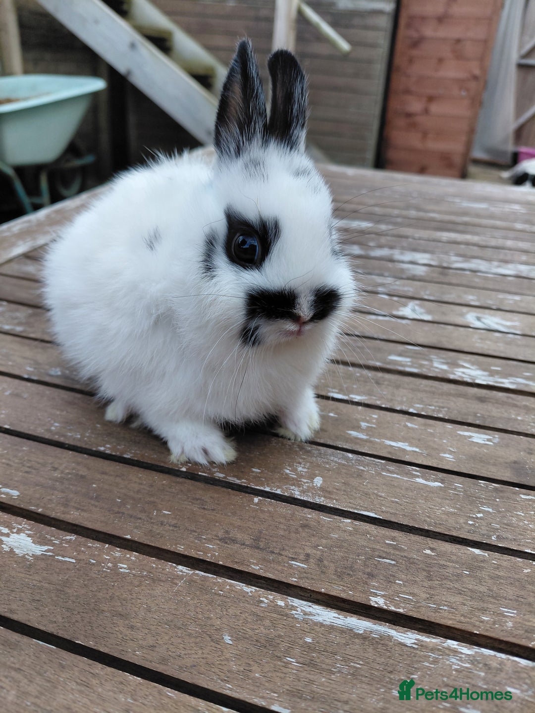 Netherland Dwarf rabbits for sale: Netherland Dwarf babies and adults - Image 4