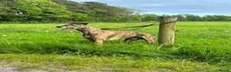 Lurcher dogs for sale: Bull grey collie saluki grey lurcher in Dumfries - Advert 2