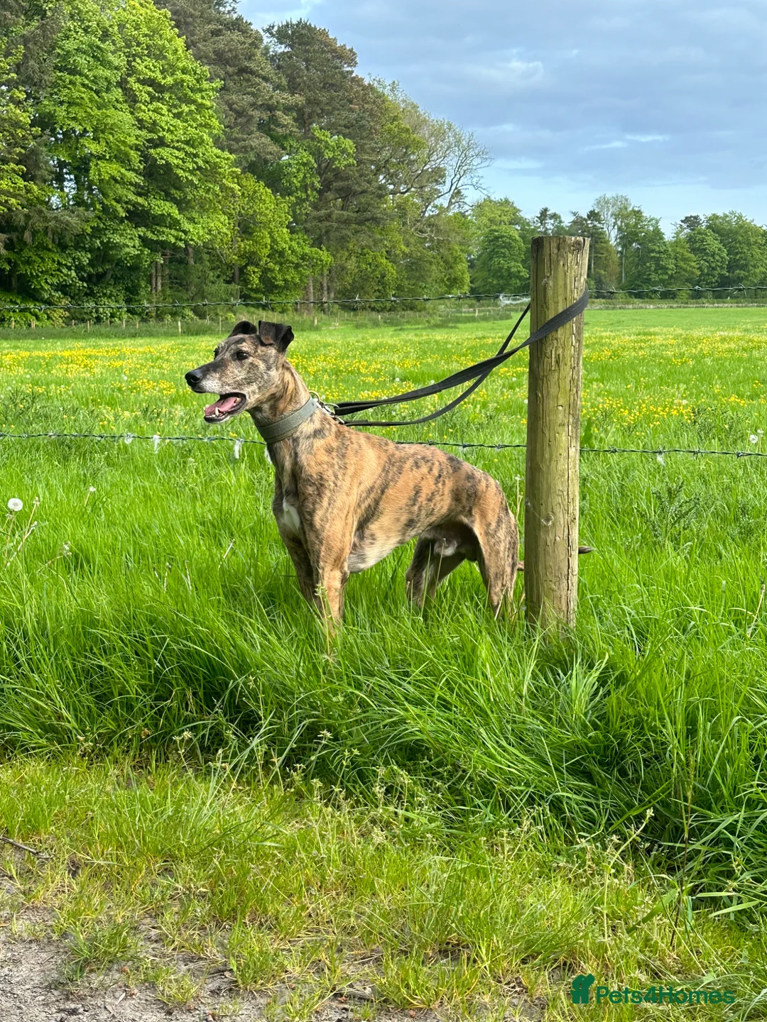 Lurcher dogs for sale: Bull grey collie saluki grey lurcher in Dumfries - Advert 2