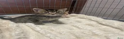 Mixed Breed cats for sale: 🐱 CUTEST KITTENS 🐱  - Advert 3