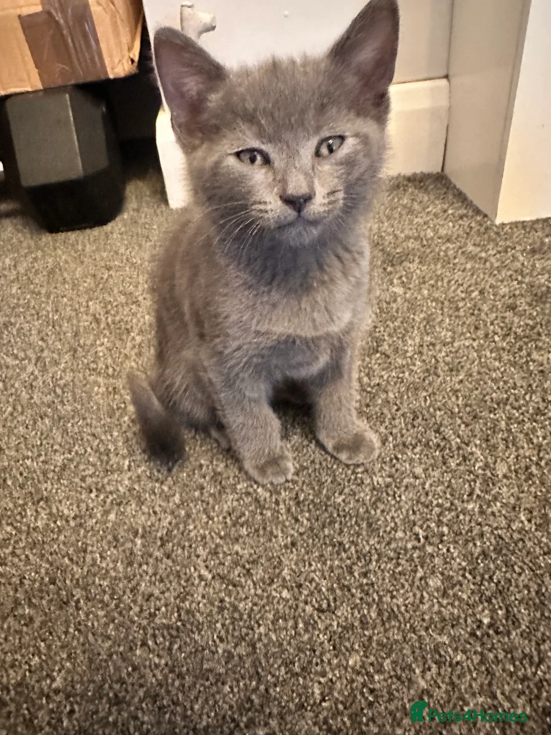Mixed Breed cats for sale: British mixed in Bedworth - Advert 2