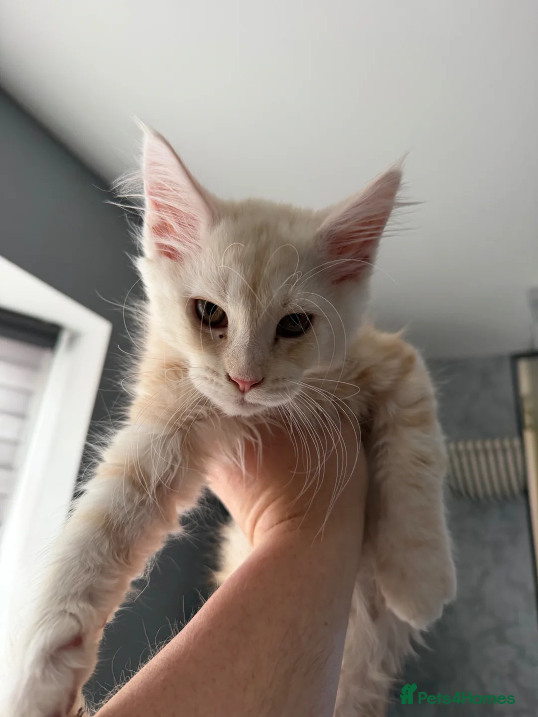 Maine Coon cats for sale: Beautiful pure maine coon kitten - Advert 2