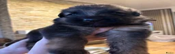 German Shepherd dogs for sale: Chunky Fluffy Long-Haired German Shepherd Puppies - Advert 5