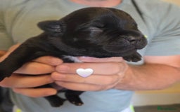 Staffordshire Bull Terrier dogs for sale: Beautiful Staffy Puppies (Blue and Black) - Image 11