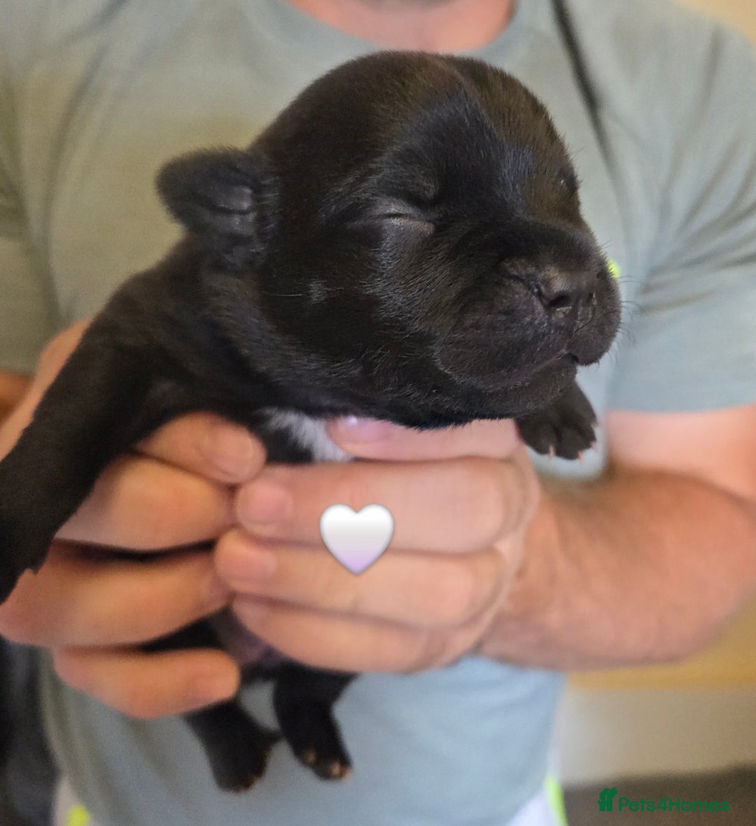 Staffordshire Bull Terrier dogs for sale: Beautiful Staffy Puppies (Blue and Black) - Image 11