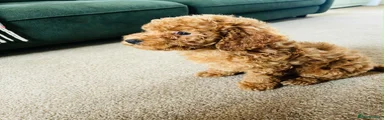Cockapoo 1