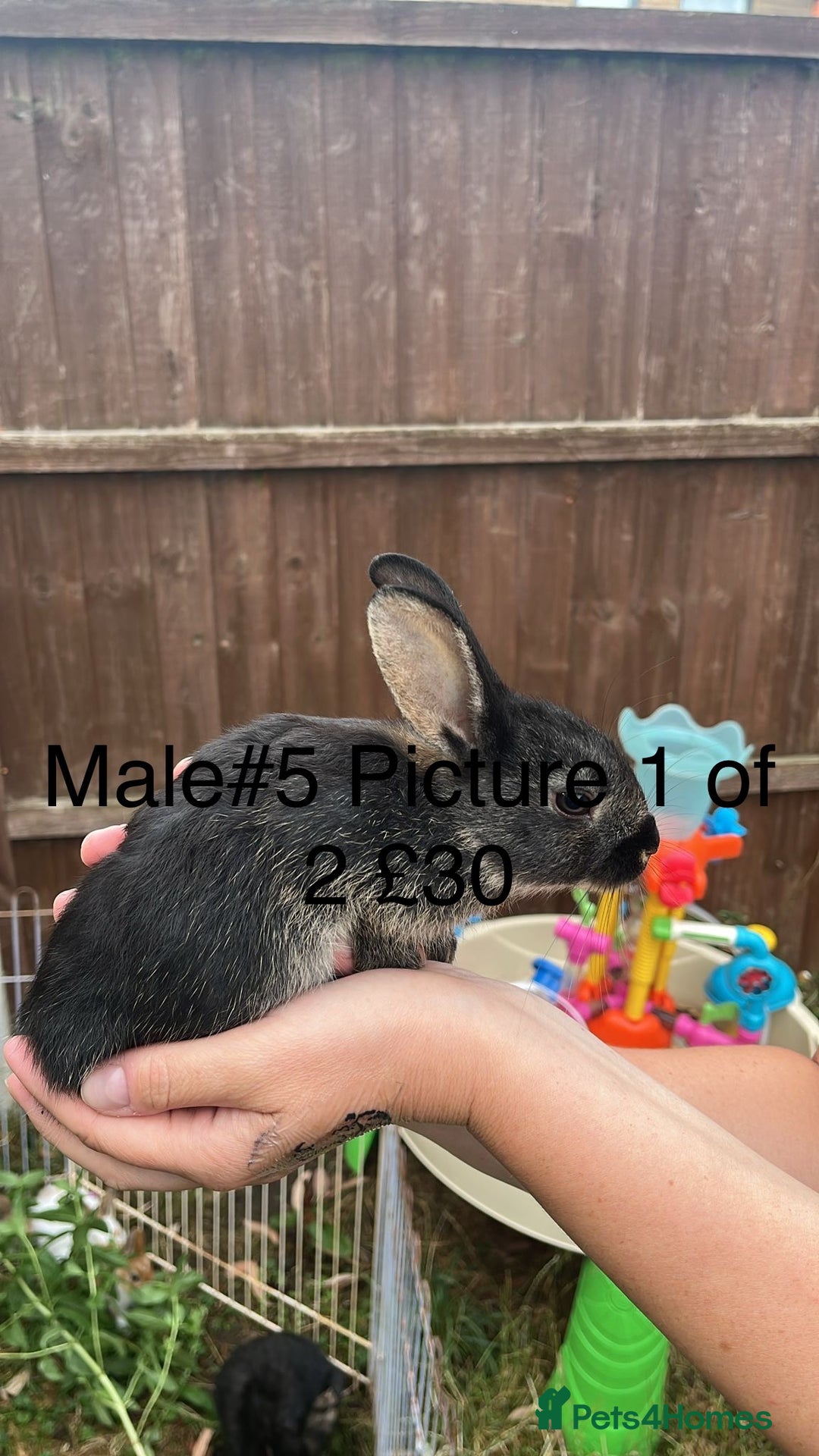 English Spot rabbits for sale: 9 x Adorable baby rabbits for sale  - Image 7