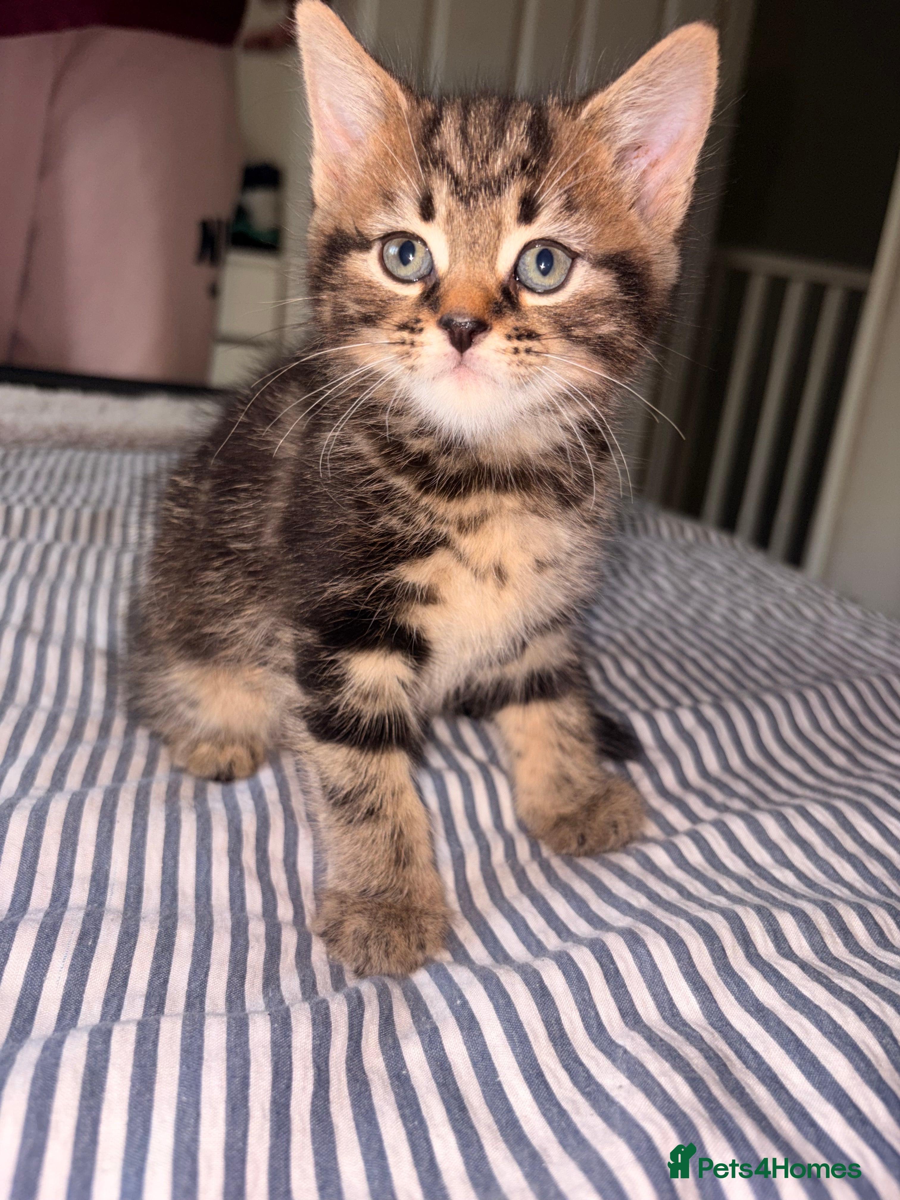 Mixed Breed cats for sale: Kittens for sale. - Advert 17