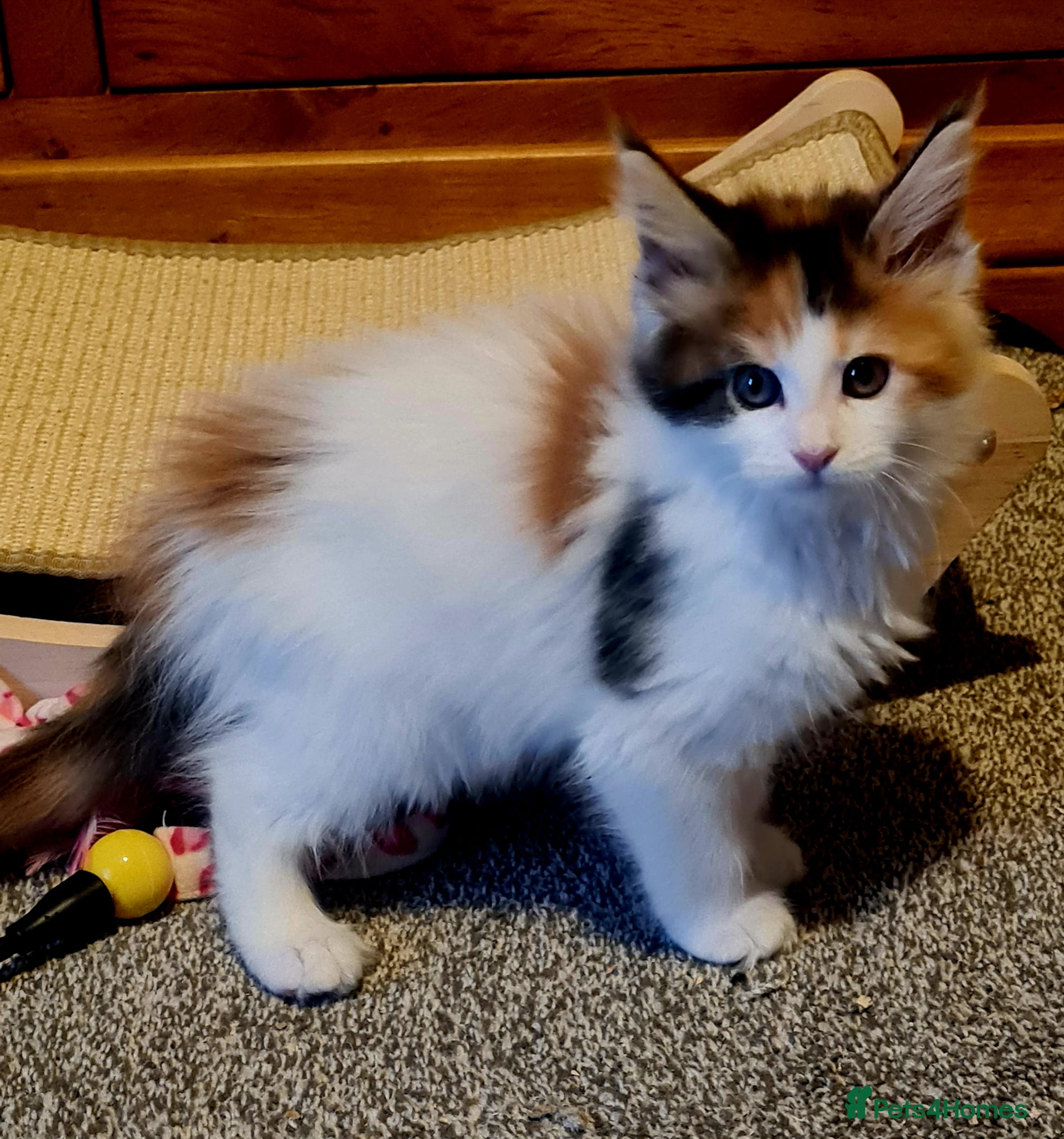 Maine Coon cats Gorgeous Mainecoons available  - Advert 6