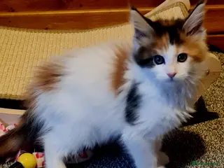 Maine Coon cats Gorgeous Mainecoons available - Advert 6