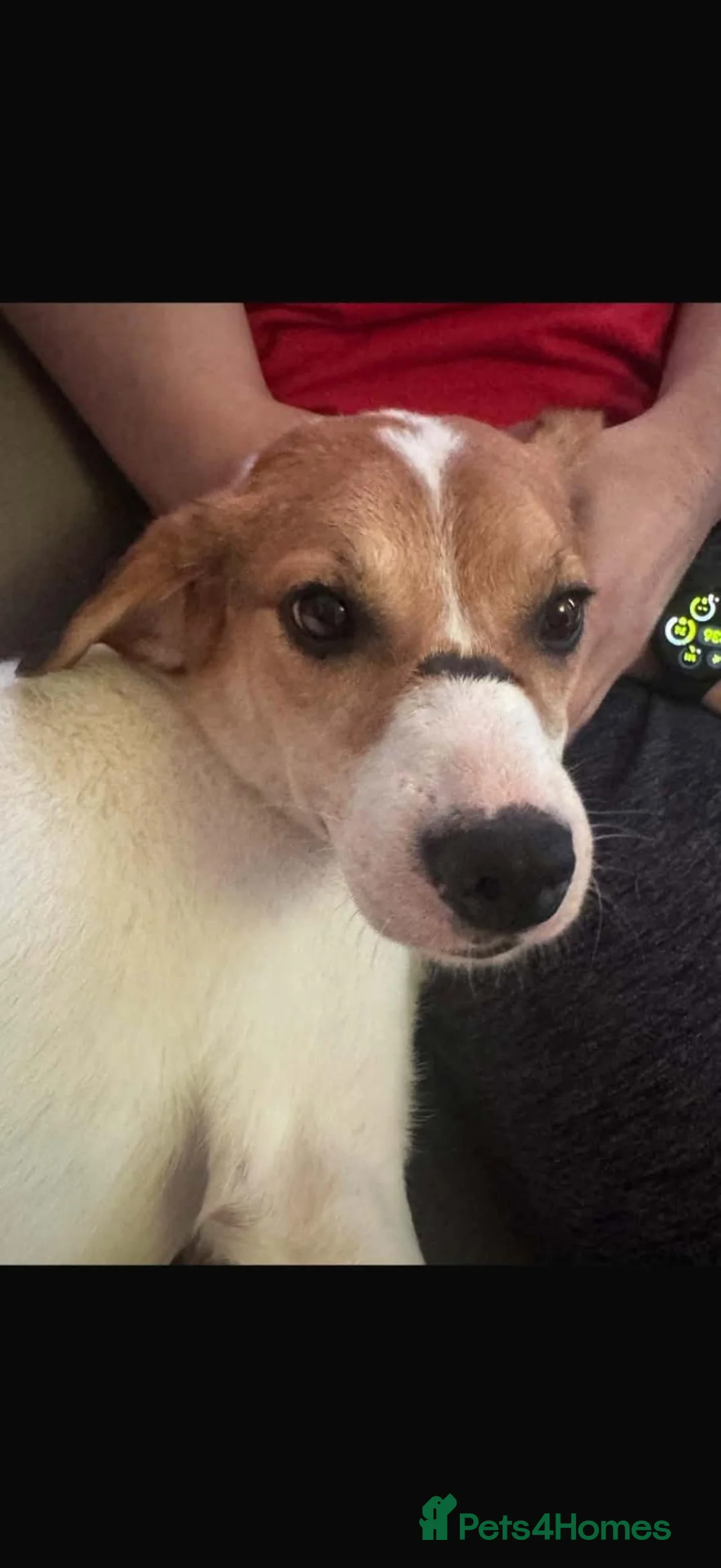 Mixed Breed dogs for adoption: Bagel for adoption in Walsall - Advert 2