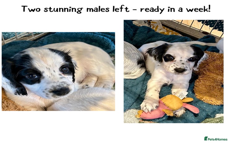 Cocker Spaniel dogs - Advert 13