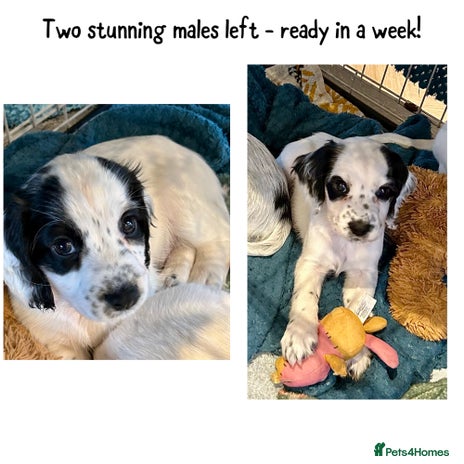 Cocker Spaniel dogs - Advert 13