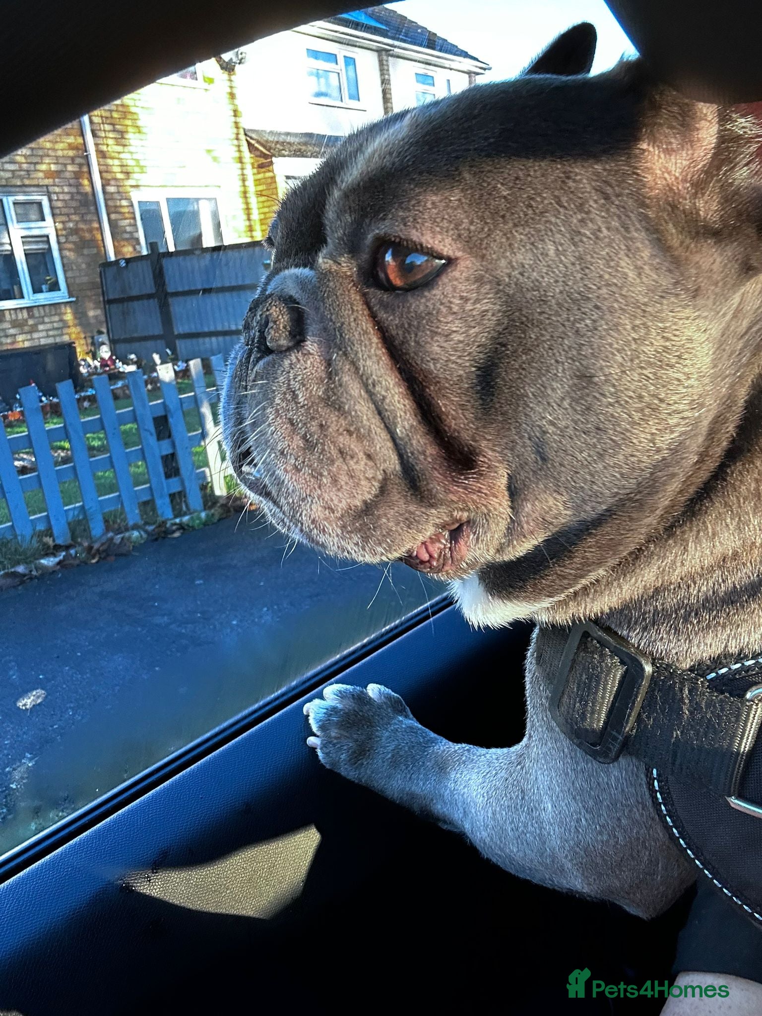 French Bulldog dogs FRANK - Advert 1