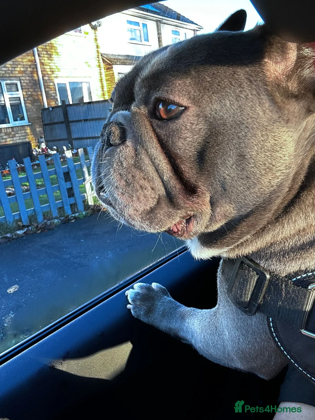 French Bulldog dogs for sale: FRANK in Leicester - Advert 1