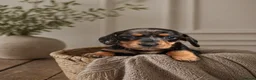 Miniature Dachshund dogs for sale: Licensed. Min smooth, kc/pra clear ready 25/5  - Advert 32