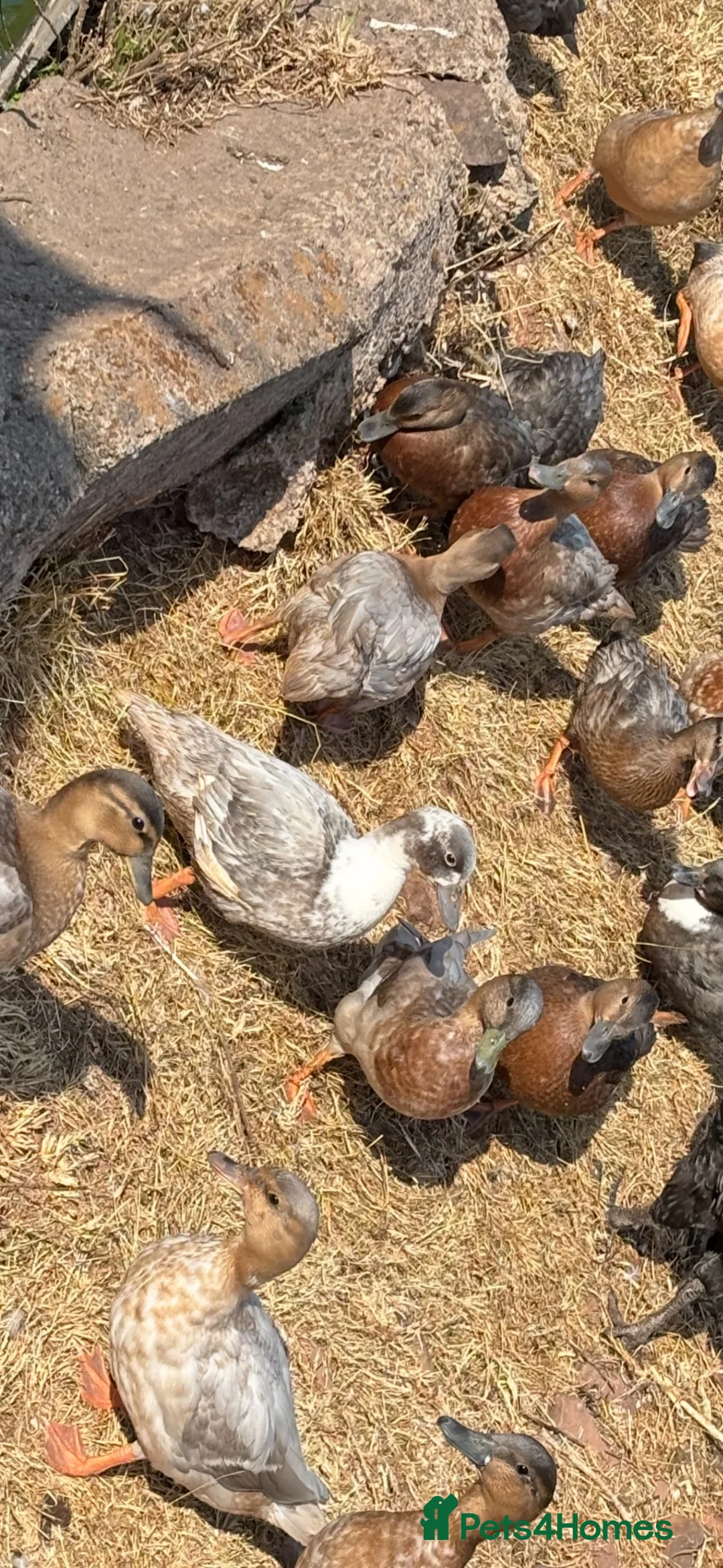 Ducks poultry for sale: Male Call ducks in Minehead - Advert 5