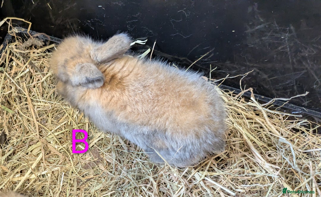 Mini Lop rabbits for sale: 4 mini lop baby rabbits!  - Image 6
