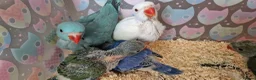 Parrots birds for sale: Indian ringnecks for sale READY TO GO - Advert 9